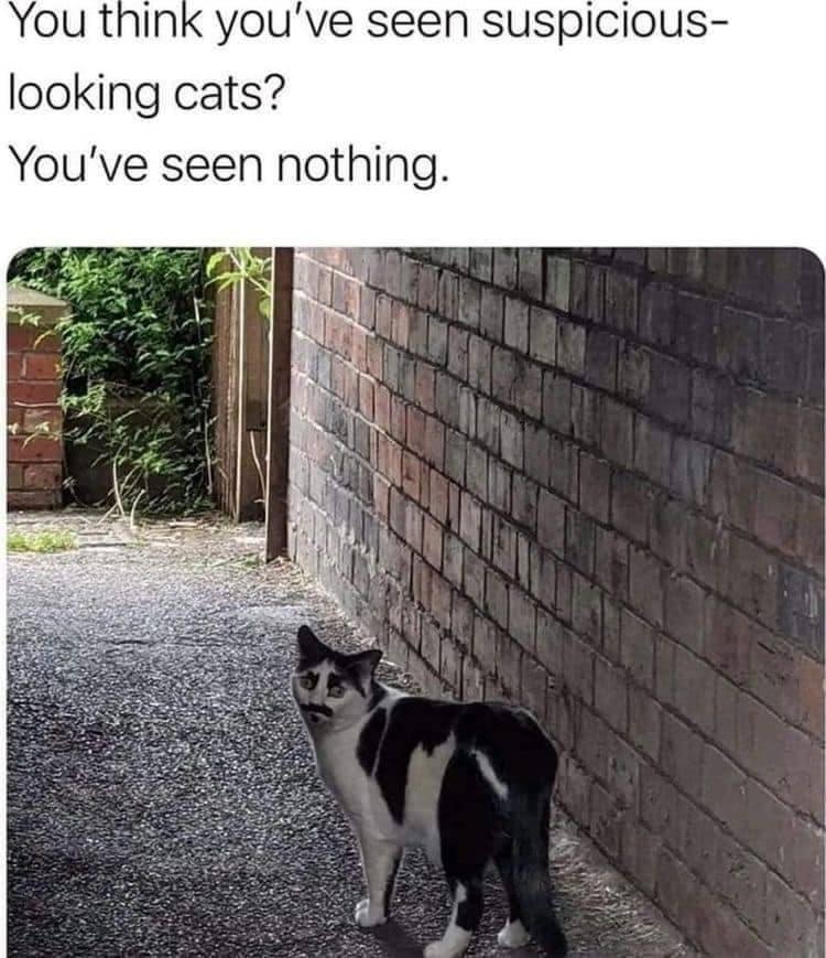 A black and white cat with a mustache-shaped fur pattern on its face stands in a narrow alleyway between a brick wall and plants.

Transcribed Text:

"You think you’ve seen suspicious-looking cats? You’ve seen nothing."