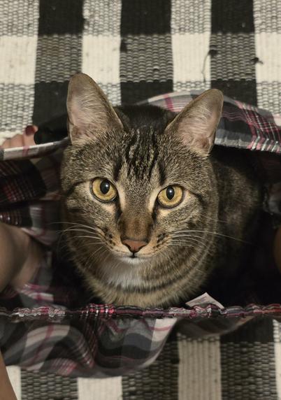 Photo of a tabby cat staring up at the camera from in between a human's leg while inside their pajama bottoms as the human tries to use the restroom. I asked the kitty if the kitty minds, and the kitty said "meow"