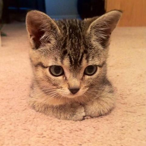 Photo of a tabby kitten loafing on the floor with its from paws tucked it. Really, it's less of a loaf and more of a muffin.