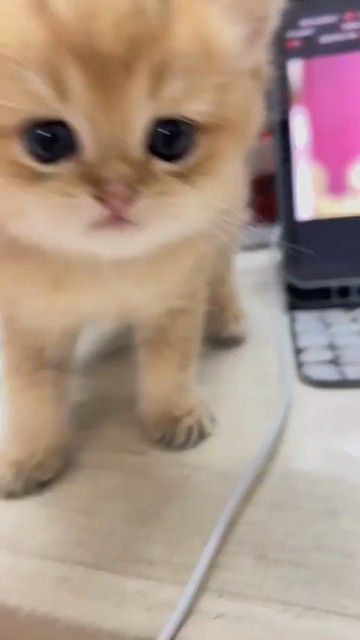 Video of a fluffy little kitten meowing at the camera