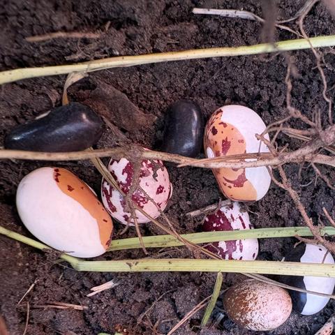 various bean seeds in soil