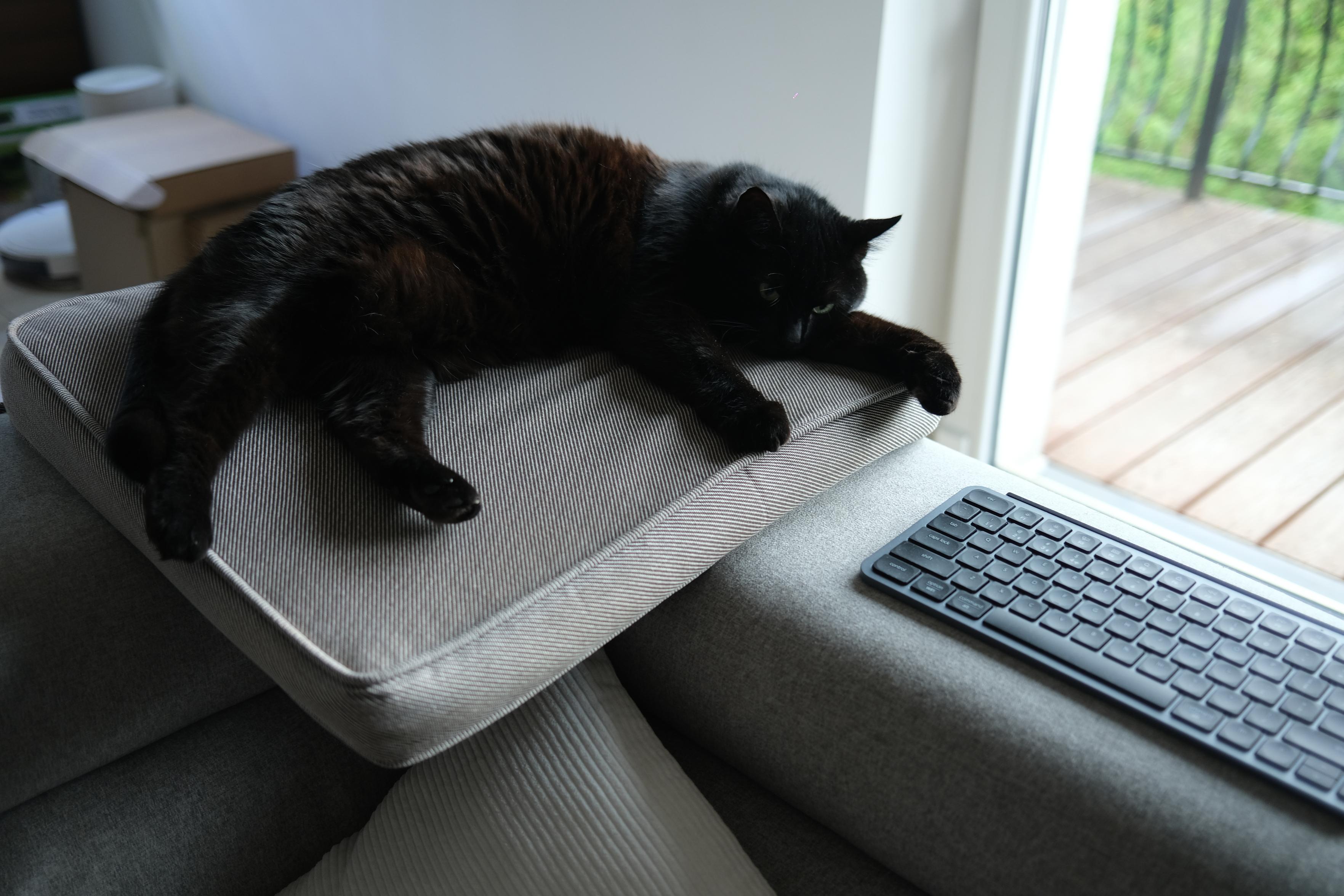 black cat lying on a cushion near the window