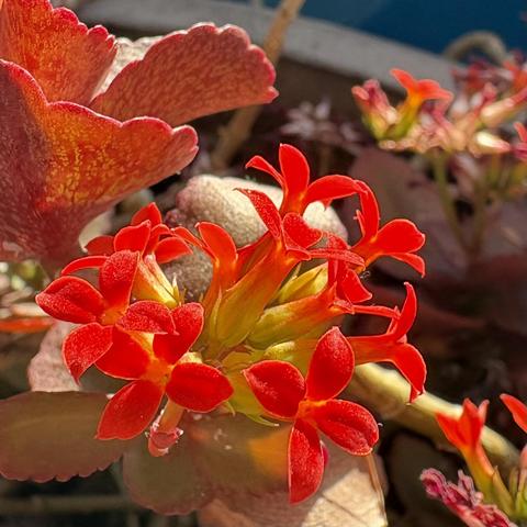 tiny red flowers backlit by the sun