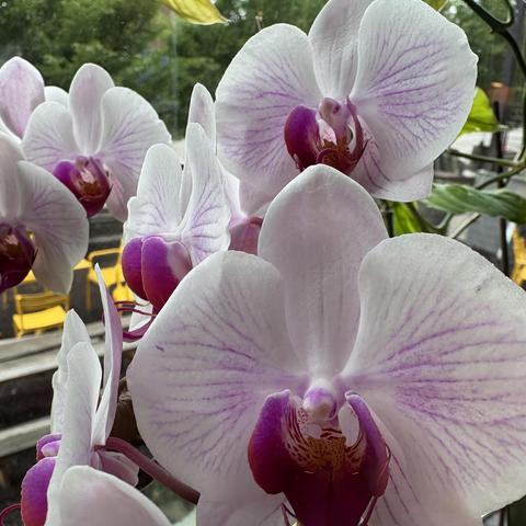 white orchids with purple centers