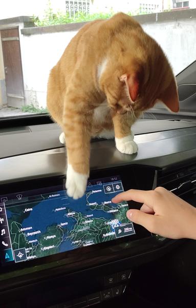 Cat touches Touchscreen in a car for entering Navigation targets 