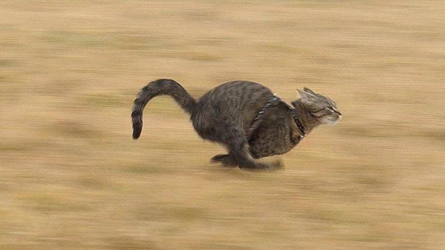 Action photo of an escaped tabby cat with a collar running full speed in some yellow grass