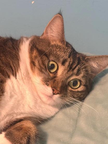Photo of a tabby cat laying down, but with wide eyes. As if slightly disturbed at its human's behavior. It's textbook body language for "not this crap again"