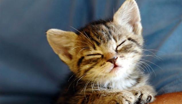 Photo of a young tabby kitten sleeping soundly without a worry in the world.