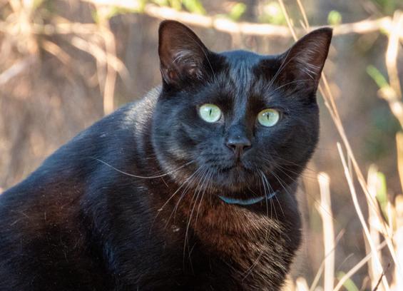 Photo of a very chunky black cat looking at the camera with an incredulous look on its face.
