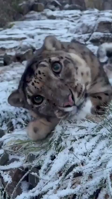 Video of a cute snow leopard rolling around on the snowy grass while looking at the camera and making happy big cat grunts and noises. If not friend then why friend shaped?!?!