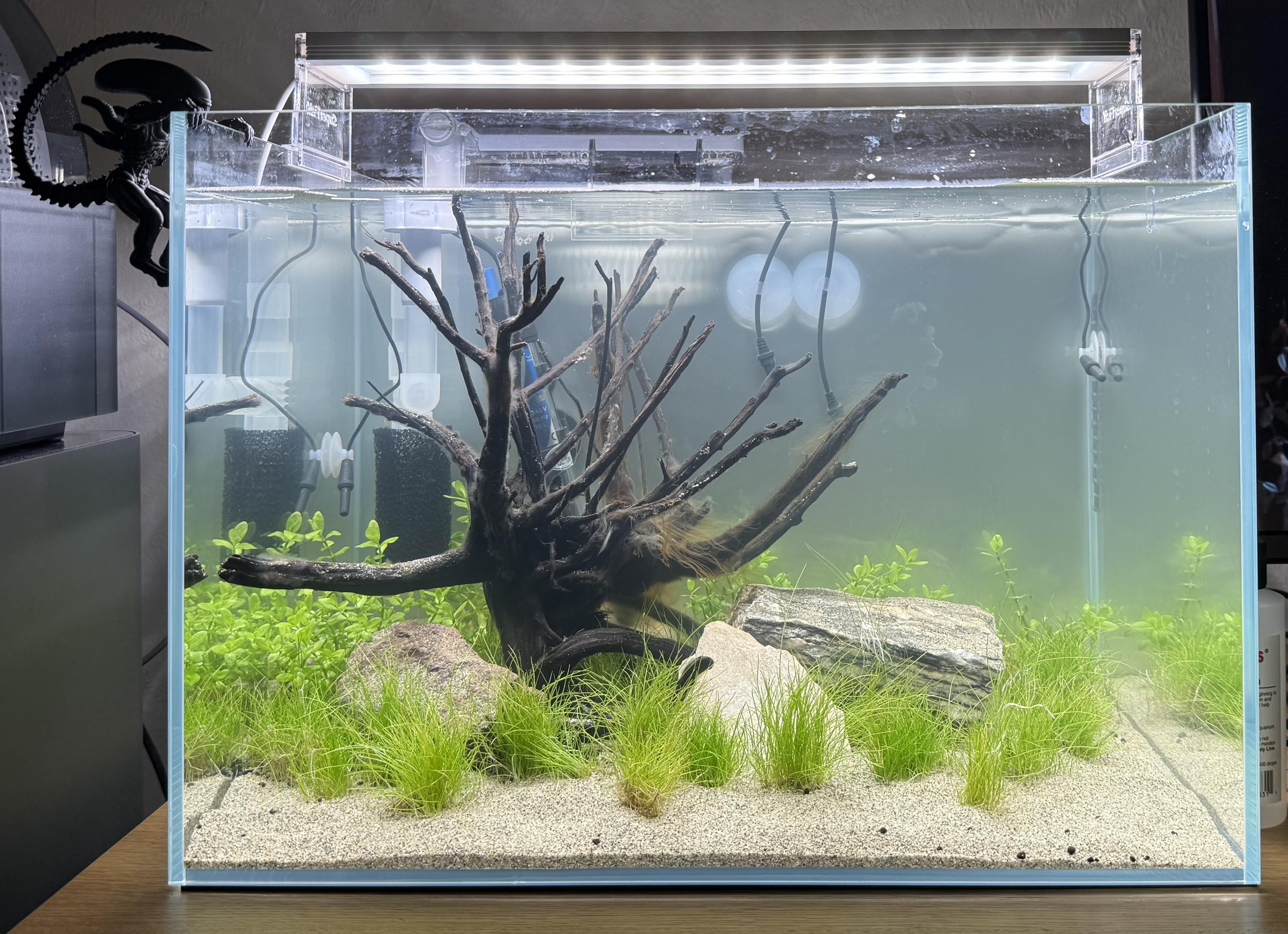 The same fish tank from the previous post. Dwarf hairgrass in the foreground and Bacopa in the background seem healthy and are growing well. There is some ugly algae on the spiderwood but it will hopefully sort itself out as the plants get bigger.
