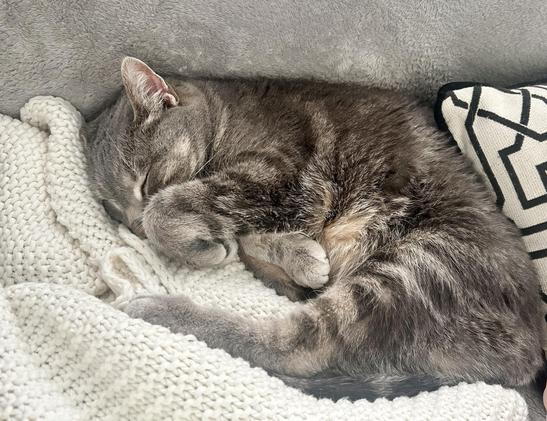 Napping grey and white cat snuggled up next to a pillow on a couch. 