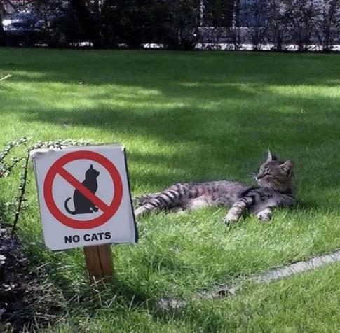 Photo of a tabby cat laying down on the grass next to a sign that says NO CATS.