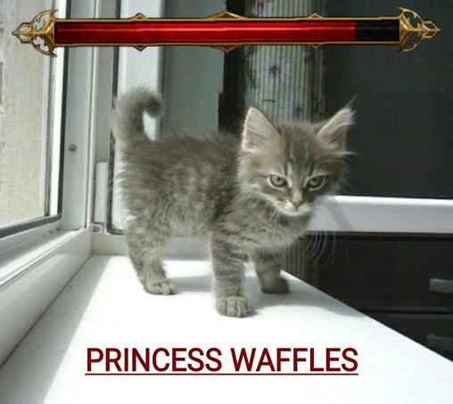 Photo of a fluffy tabby kitten near a window, except the kitty, Princess Waffles, has a boss bar above its head. Part of the health bar is depleted, indicating she hasn't been fed in the last 20 minutes.

You fool, this secret boss is beyond any of you!