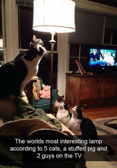 The worlds most interesting lamp according to 5 cats, a stuffed pig, and 2 guys on the TV.

Photo show all of the above very attentively watching a lamp in the living room. Whatever that moth is doing has gather quite the audience.
