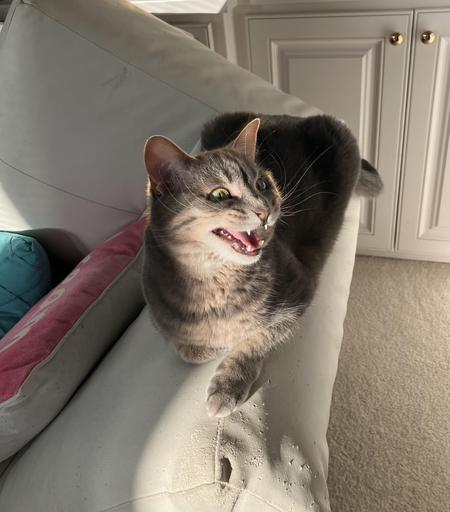 Cute photo of a cat perched and mid meow while semi-loafing in a sunny spot  on the armrest of a couch. The sun light perfectly highlights the excitement of the kitty's meow.