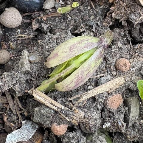 Bean seedling still escaping the seed