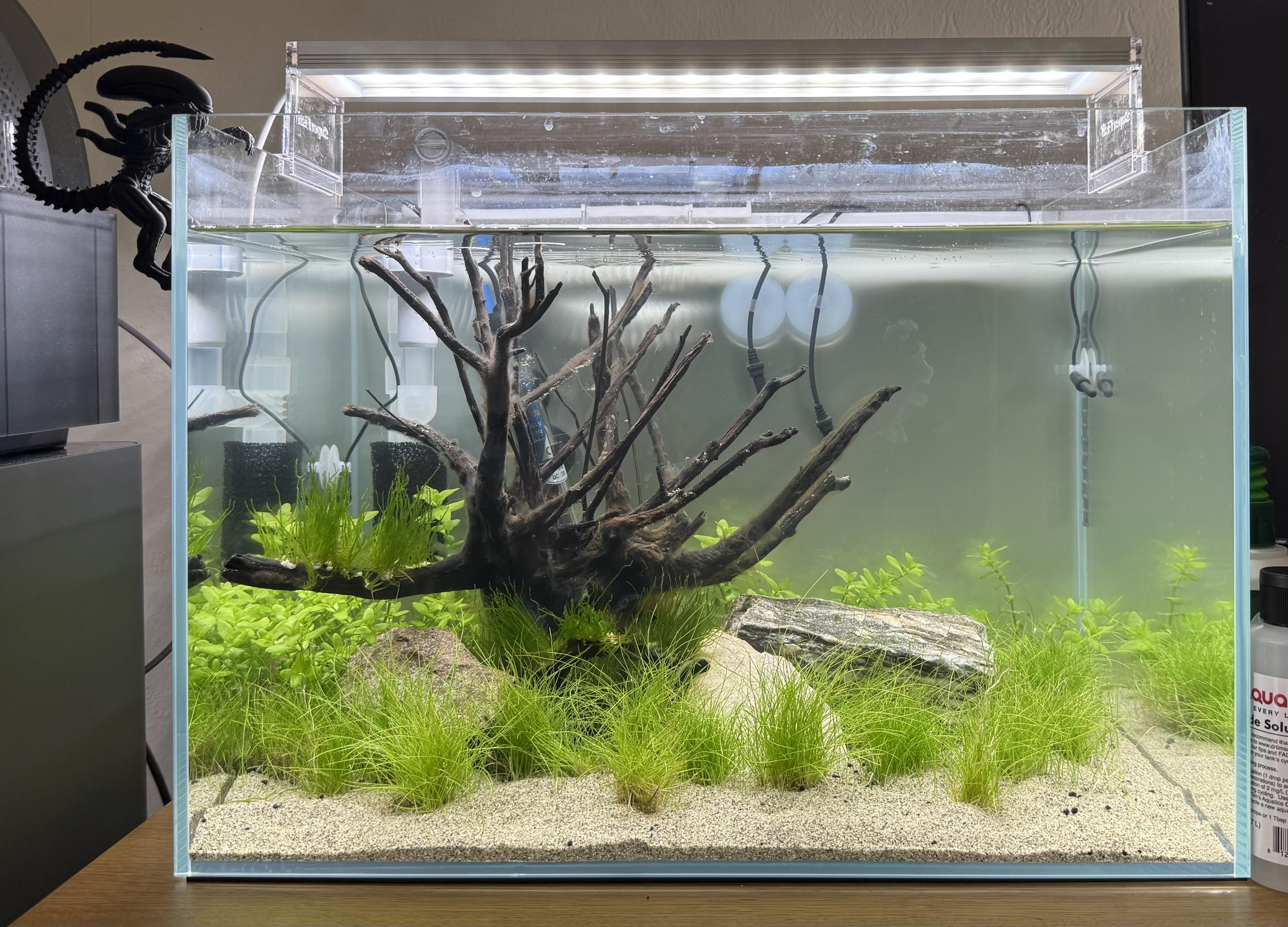 The same tank as previous posts. The dwarf hairgrass at the front is starting to spread - still clumpy but I hope it’ll turn into a carpet. The Bacopa at the back continues to grow, I’ll trim and replant in a couple of weeks to thicken it up. The spiderwood is looking good and I’ve attached some moss to the branches. It’s starting to look like a real aquarium!