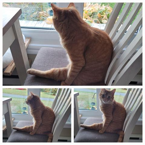 Three photos of an orange cat sitting like a human in a chair while their leg sticks forward as they look around. First two pictures show the kitty looking out the window then at the table in front of them, as if lost in thought, while the last photo show them looking at the camera as if they just snapped back to reality. Still the weird cat pose, though, because when you're a cat, any pose is a cat pose.