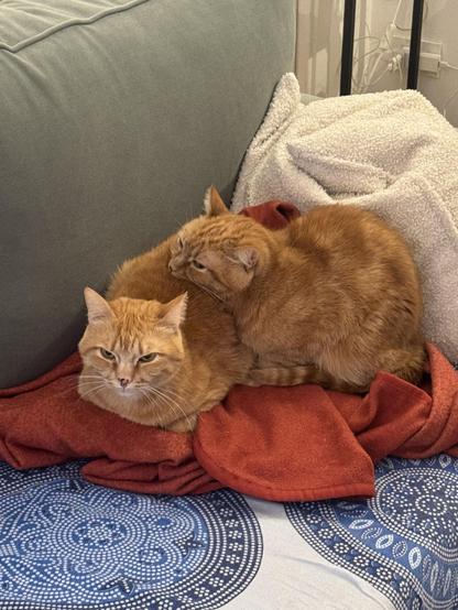 Photo of two orange cats loafing on a blanket on a sofa with one of them resting its head on the other like they're a pillow.
