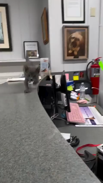 Video of several black kittens rampaging and play on an office counter top. The cute little void fluffy care not for office supplies or desk phones as they barrel through them while casing each other.