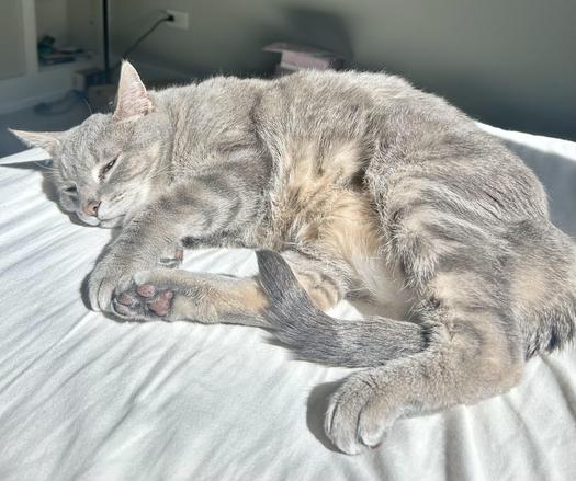 Grey and white cat laying in the sun