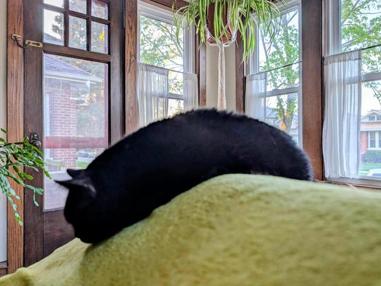 Photo of a fluffy black cat laying down with its feet and tail hidden in a line on top of a hump on a blanket, making the void kitty look like a caterpillar or a fuzzy snake. When your a cat bones are optional and every position is comfy.