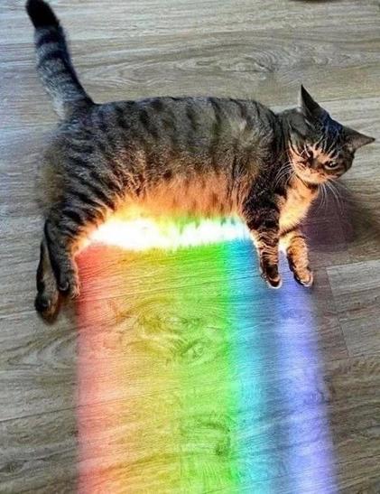 Photo of a chunky tabby cat laying on the ground while a rainbow beam shines on its belly