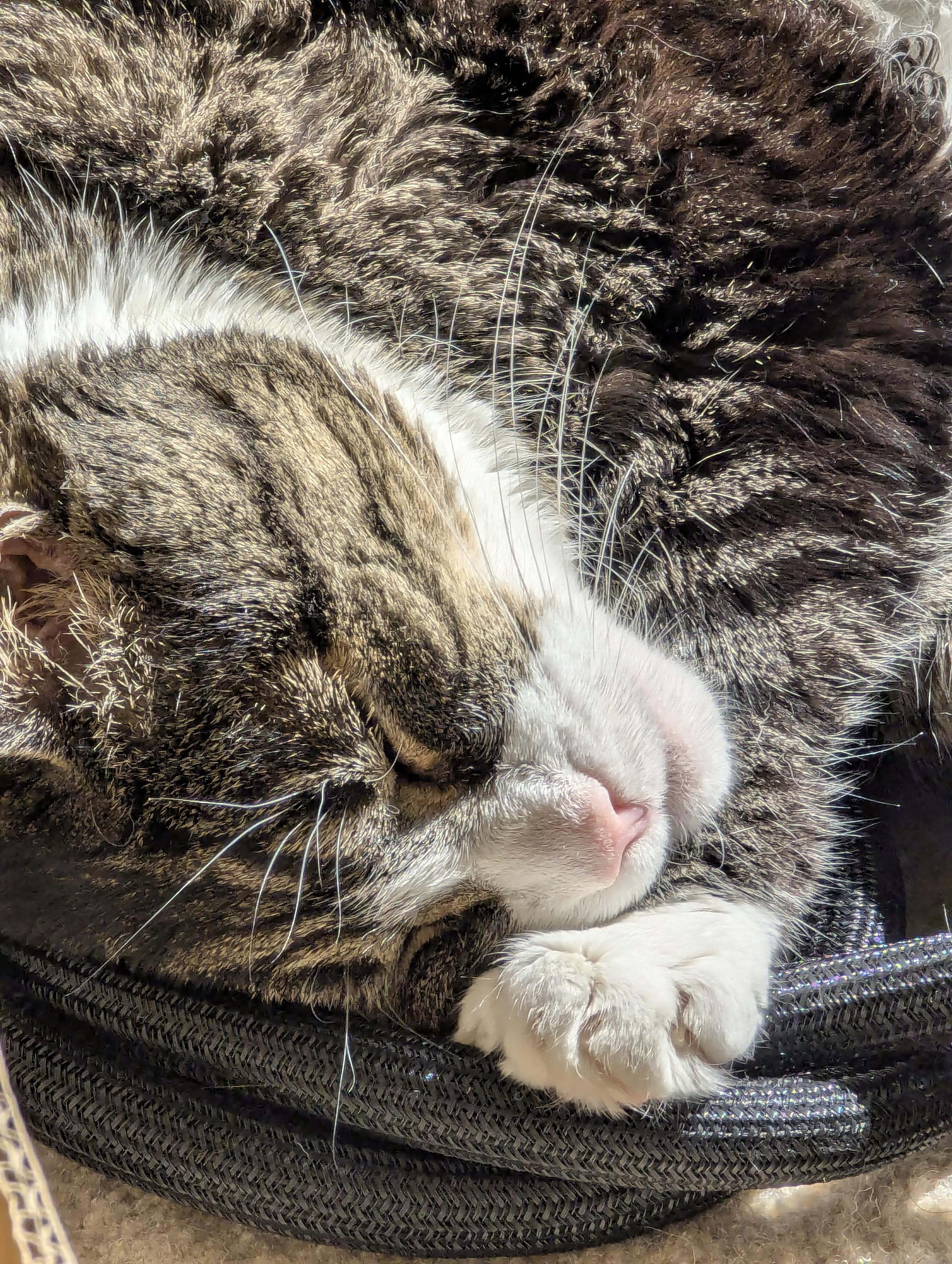 A close up of the same cat's face.  I think she's smiling.