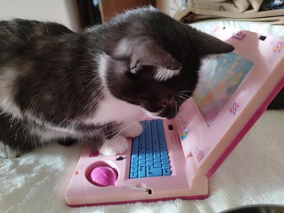 Photo of a young tuxedo cat resting on a pink toy laptop with its front paws while its face is a centimeter away from the screen.
