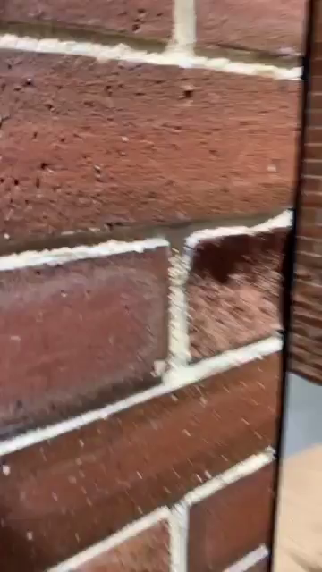 Video panning around a brick corner to show several cute little piglets happily grunting and greeting the viewer