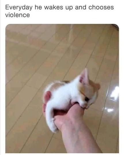 Photo of a white & orange kitten playfully chomping down on a human's hand. Caption is:

Everyday he wakes up and chooses violence