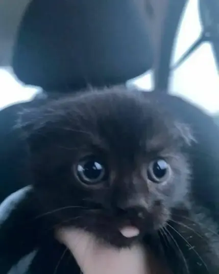 Photo of a tiny black kitten being held in a car while its cute little kitty tongue sticks out
