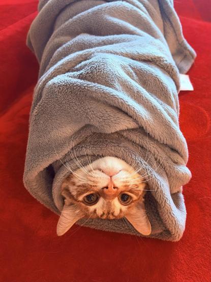 Photo of an orange and white cat wrapped up in soft towel like a tasty burrito. Definitely the easiest way to clip a house lion's claws so they can't get away.