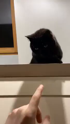 Video of someone slowly bringing their finger up to the edge of some drawers with a black xat on top. The void kitty, watching the whole thing, then bobs its head back & forth while pretending to get the finger. Very silly floof