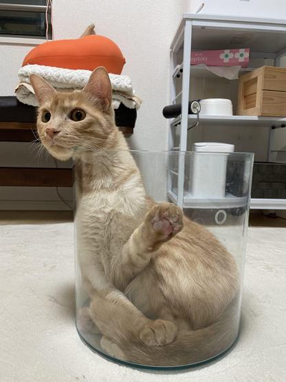 Silly photo of an orange cat inside a large glass pot while its neck is stretched out to rest its head on the side. Make it look like a boneless cat or maybe a baby giraffe.