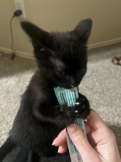 Photo of a black kitten with airplane ears holding onto a cat snack tube with both front paws while eating it quickly, as if worried another kitten with steal it away. Nom nom nom!