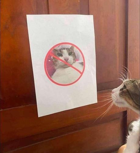 Photo of a cat looking at a door sign with its picture and a 🚫 symbol over it.