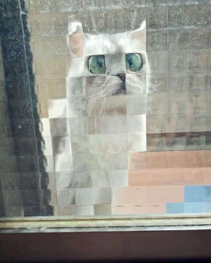 Photo of a white cat staring through a cubic "privacy" window, which is distorting the kitty's eyes and face.