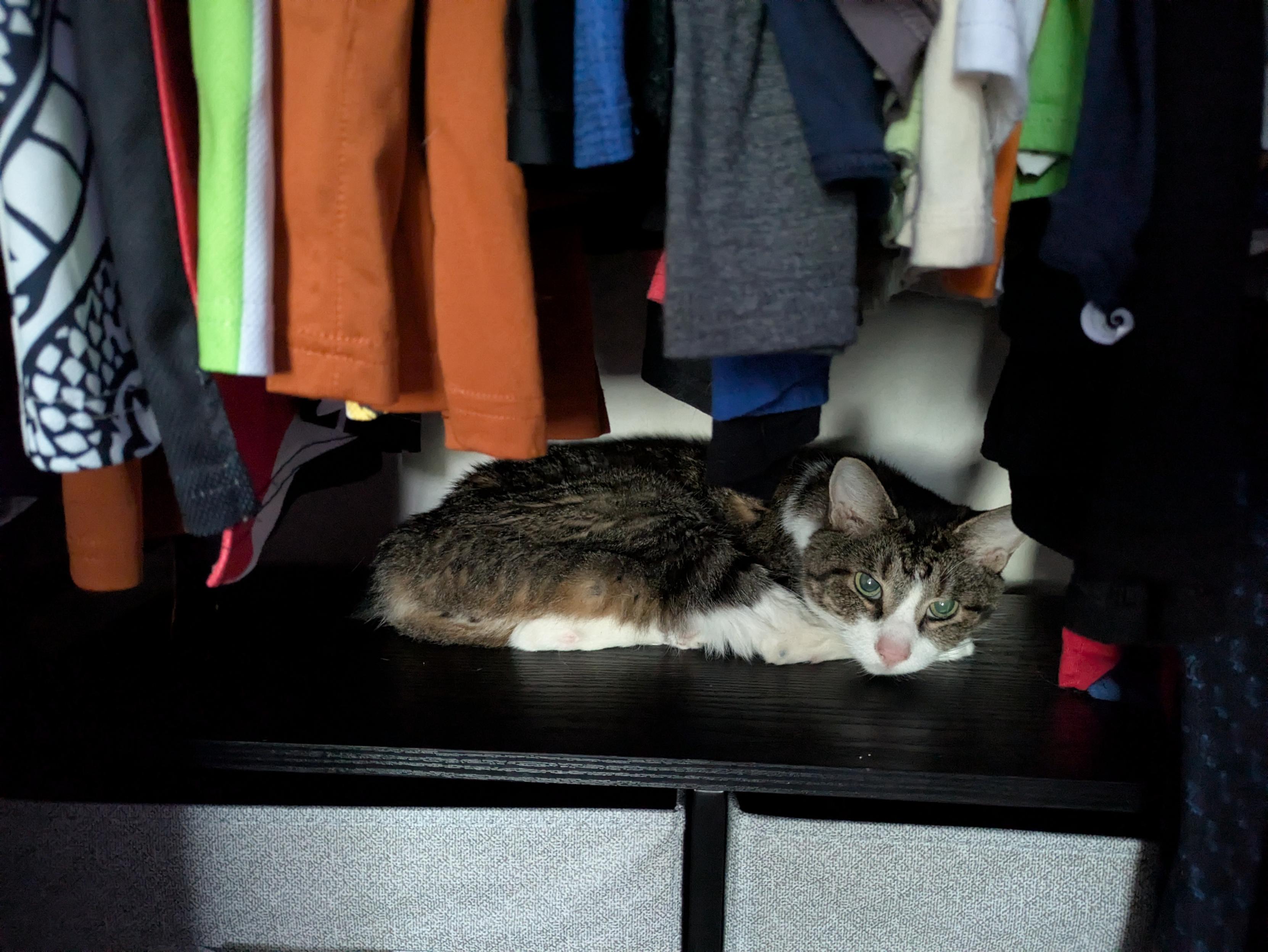 A grey and white tabby cat laying down on the top of a shelf.  There are T-shirts of various colors hanging above him.