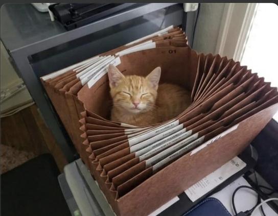 Photo of an orange kitty snuggled up an sleeping inside of an accordion paper file folder.