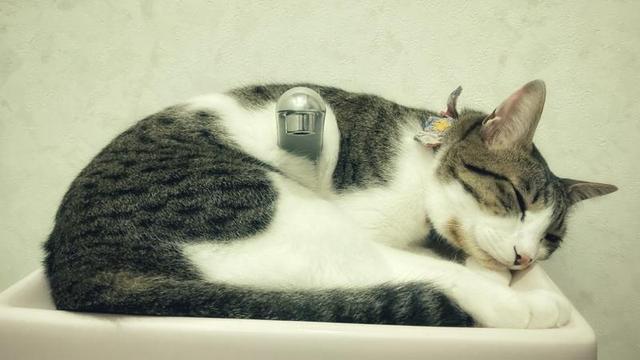 Photo of a cat sleeping on a sink in such a way that it looks like the faucet is coming out of the kitty's midsection