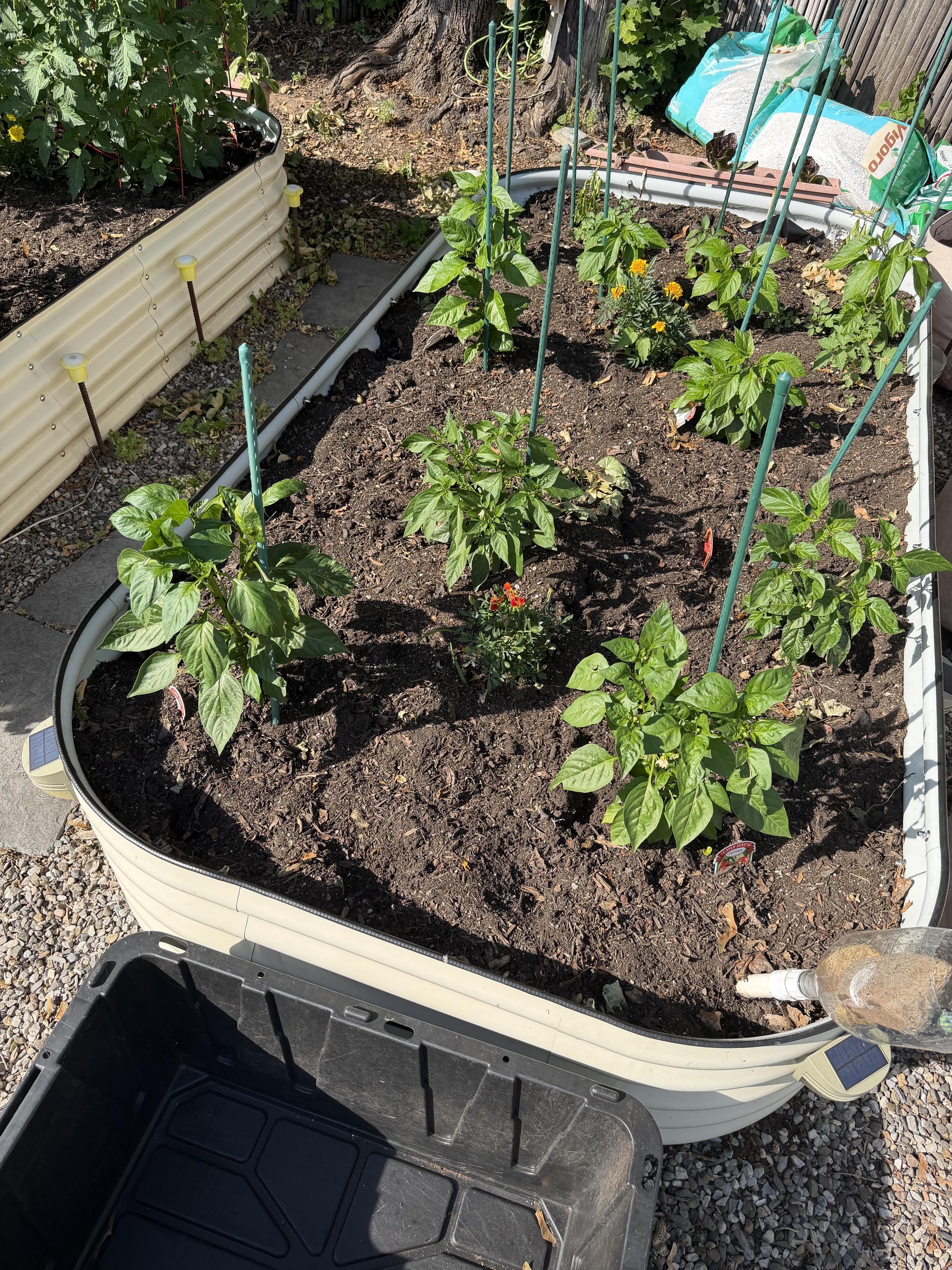 Raised garden bed with a plethora of peppers