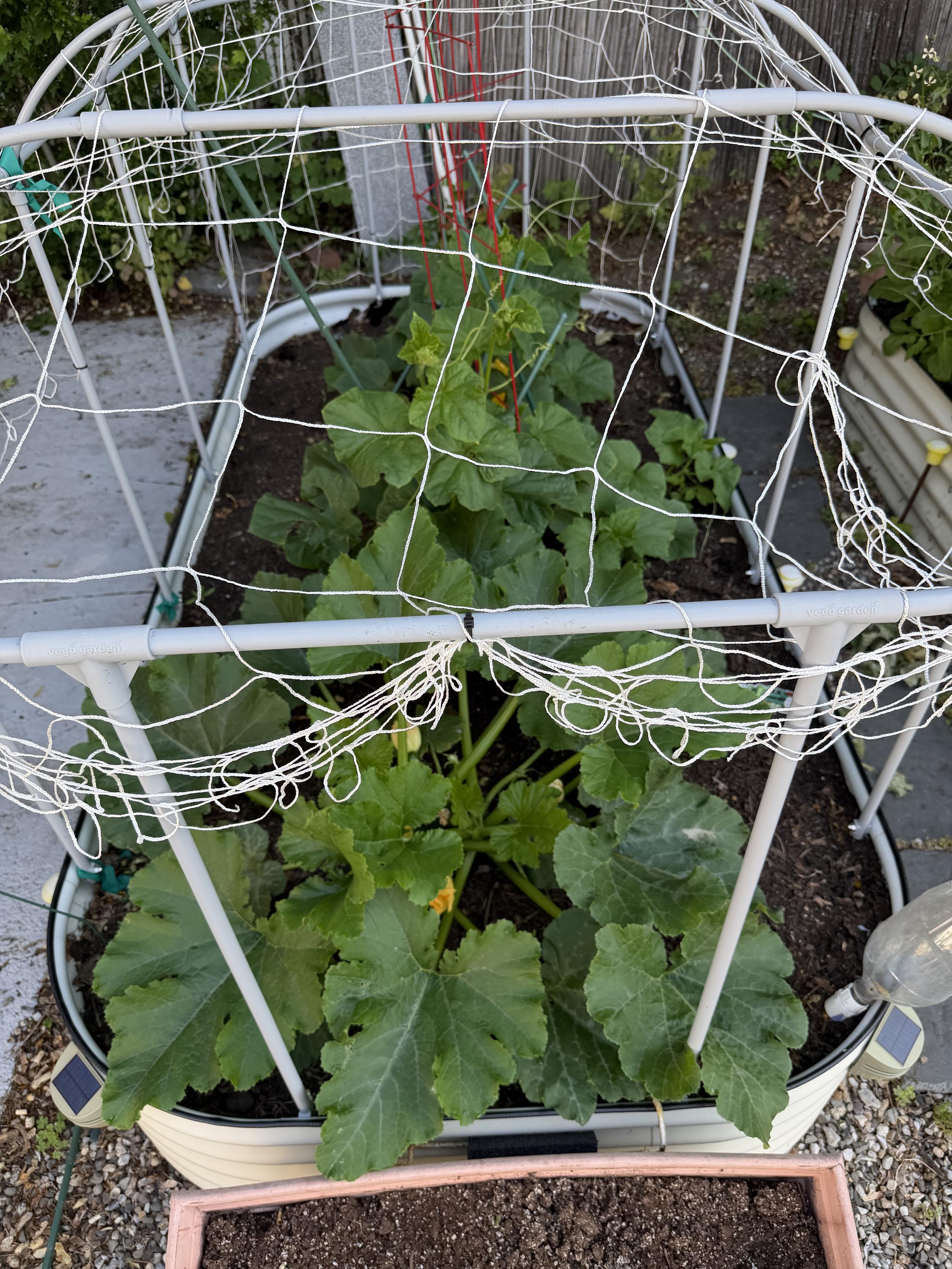 Raised garden bed hosting zucchini and cucumbers