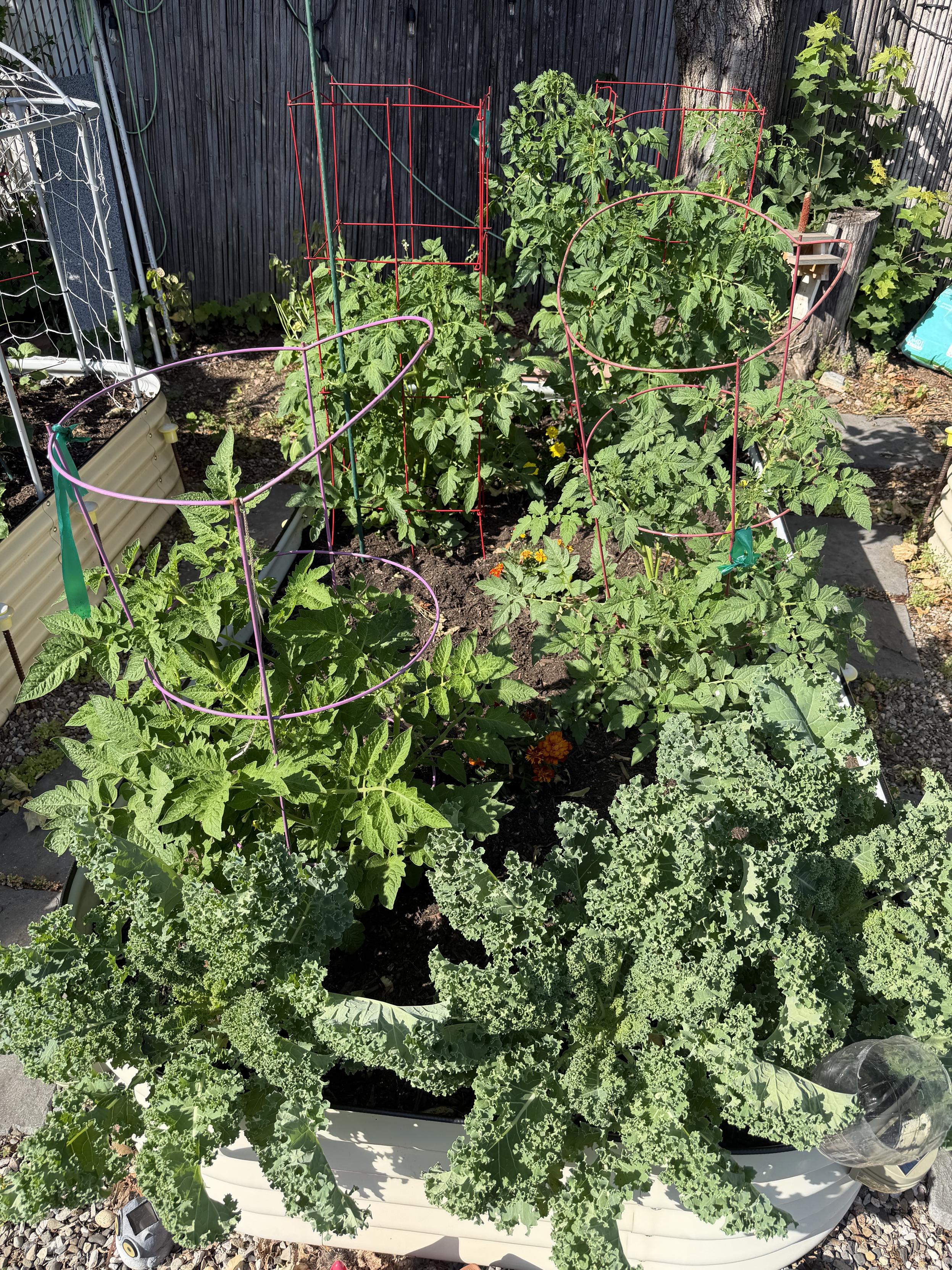 Raised garden bed with kale and tomatoes
