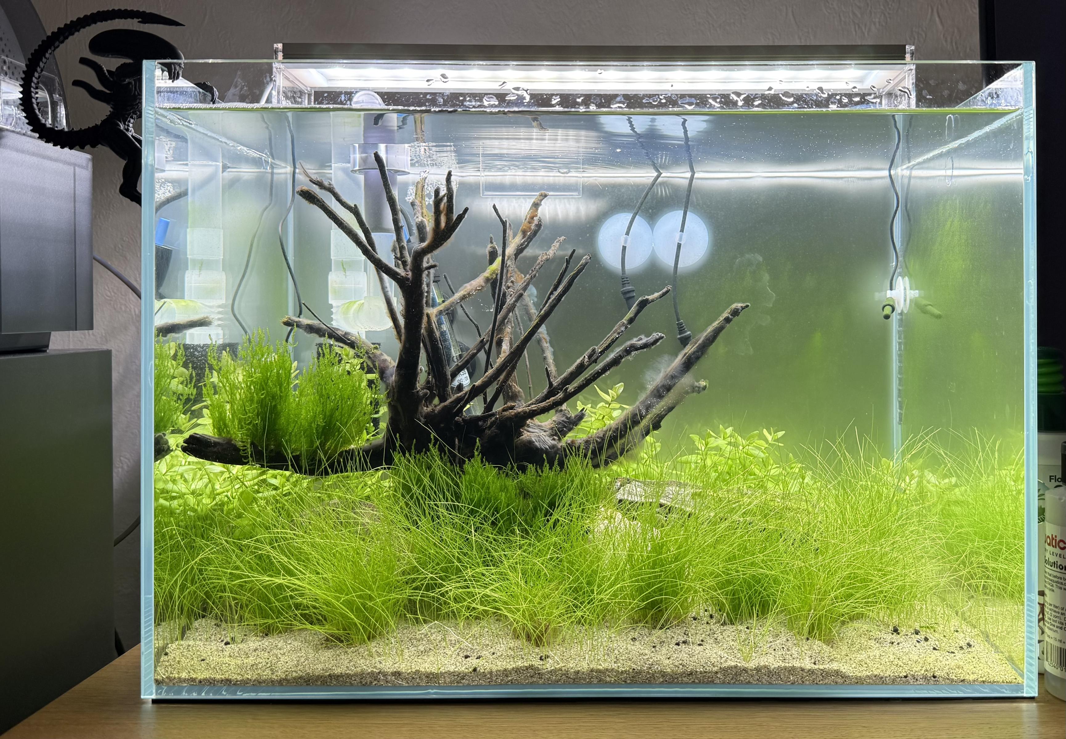 The same rimless desktop aquarium as previous posts. The dwarf hairgrass has really taken off and now covers almost the entire sand bed in a flowing green carpet. The spiderwood driftwood remains the centrepiece, with a dense clump of moss growing on it to the left. Bacopa stem plants are visible around the wood. The water has a very slight green tint as algae has started growing on the glass.