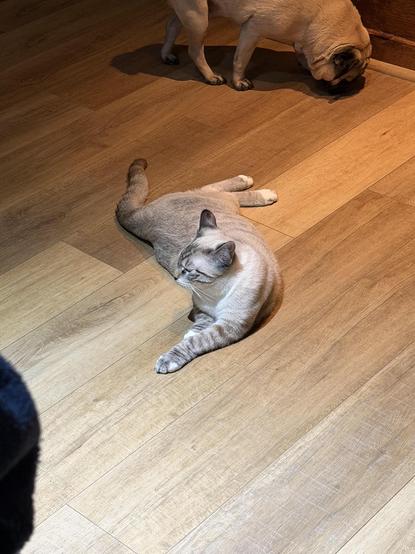 Photo by u/gamermaiden151 of their cat, Mochi, laying on the floor with his front half twisted the opposite direction of his back half like it's no big deal. It certainly doesn't look comfortable, but alas, kitty looks ready to sleep like this. In the background, a pug can be seen sniffing for crumbs to lick up (as one does)