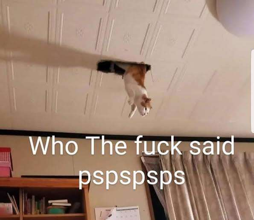 The image shows a cat dangling upside down from a hole in a white, textured ceiling. The cat is predominantly white with patches of orange fur on its head, back, and tail. Its body is extended downwards, with its legs bent, as if it's caught or trying to maneuver through the opening. The hole in the ceiling appears to be roughly rectangular, revealing a dark space behind it. The ceiling itself is made of square panels with a raised pattern. A shadow cast by something outside the frame stretches…