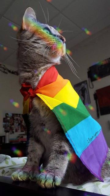 Photo of a young tabby wearing a pride flag as a cape while it looks at something off screen. The background is out of focus, but it is someone's room with posters, bundled cords on thr wall (?), a bed which the kitty in on, a desk with a toy truck and books, a picture pin board, and those office type ceiling tiles (so this mighy be a dorm room). Oh and there is also a rainbow prism beams and spots as well.