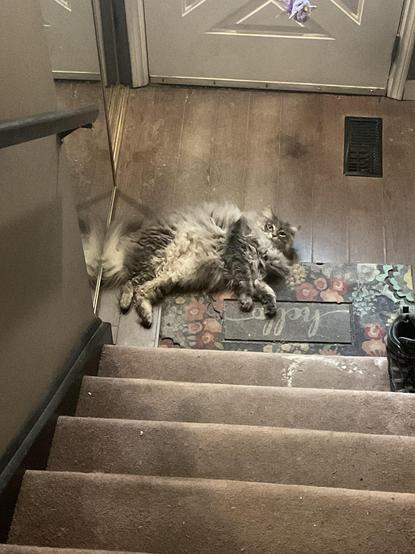 Photo of an extremely fluffy cat laying on its side from at the bottom of some atairs in a house. The kitty has so much fluff it almost looks like it is a rug. The cute pill of floof is looking up at the viewer who is on the stair while beaming secret kitty thoughts directly into your brain. A mirrored closet, a single shoe, a floor vent, and some sort of object or toy can be seen hanging on the front door.